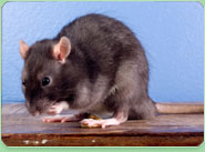 rat control Houghton Regis