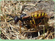 wasp control Houghton Regis